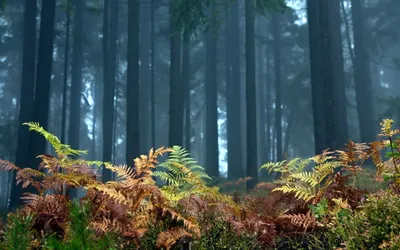 Растения папоротника в лесу Стоковое Фото - изображение насчитывающей  природа, вал: 183267422