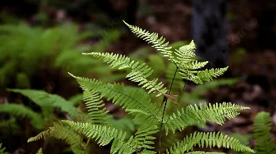 Папоротник лесной \"Орляк\" (Pteridium aquilinum) - «♥ Лесной папоротник дома  на подоконнике ♥» | отзывы