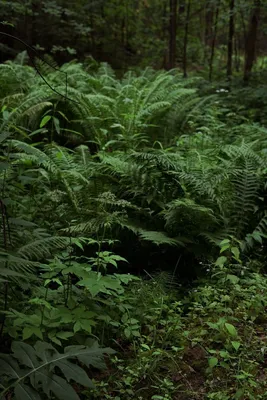 Крупным Планом Вид Кусты Зеленого Папоротника Лесу стоковое фото ©luengo_ua  199683408