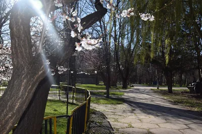 весенний парк с цветущей клумбой. люди ходят в городской парк весной  Редакционное Изображение - изображение насчитывающей тень, зеленый:  216552460