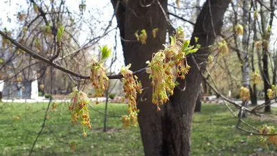 Весна в городском парке в городке Лар