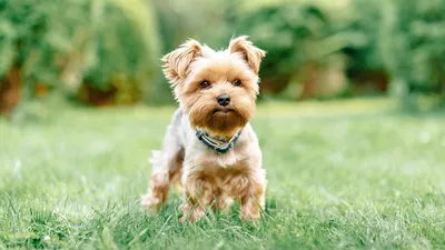 Здоровье маленькой собаки 🐶 - ProPlan.ru