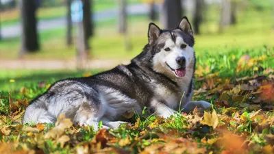 10 пород собак, которые почти не линяют и не пахнут (разве что приятно) |  Приключения натуралиста | Дзен
