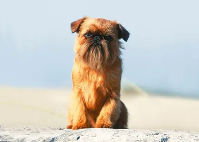 Чихуахуа - порода собак