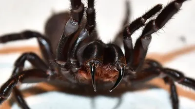 Ядовитые пауки-осы заполонили Подмосковье: насколько они опасны —  25.08.2023 — Статьи на РЕН ТВ