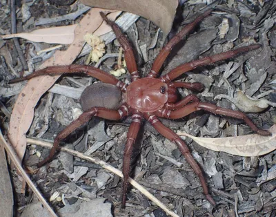 В Австралии обнаружили новый вид ядовитого паука: его длина составляет 20  см — Сноб