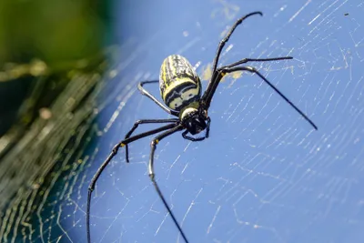 Про пауков для детей — интересные факты о пауках для детей