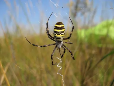 Нашествие пауков в Калифорнии: они плетут огромные паутины и могут укусить  - ForumDaily