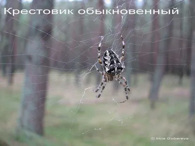 Новый вид пауков открыт израильскими учеными - STMEGI