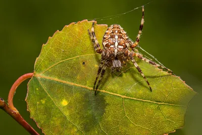 Сезон тарантулов\" в Одесской области: стоит ли бояться больших пауков?  (фото) — УСІ Online
