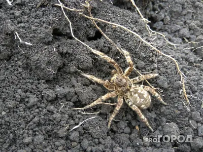 7 растений, которые отпугивают пауков из вашего дома - Идеи