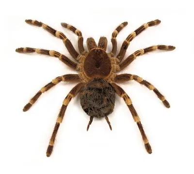 Топ 10 пауков для содержания дома для новичка — Блог Планета Экзотики