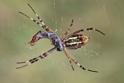 Яркие и ядовитые: в Татарстане замечены редкие виды пауков | Вести Татарстан