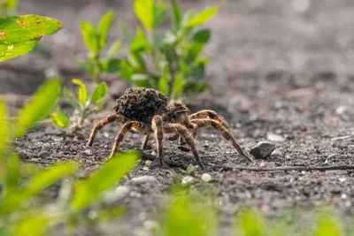 10 самых больших пауков в мире — где они живут и как выглядят? | Братья  наши меньшие и не очень | Дзен