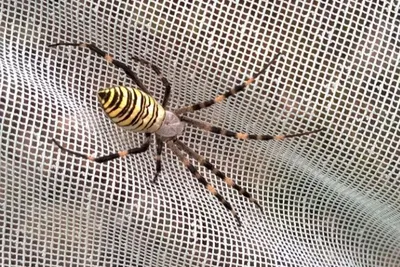 Ученые открыли новый вид паука-скакунчика | Наука в Сибири