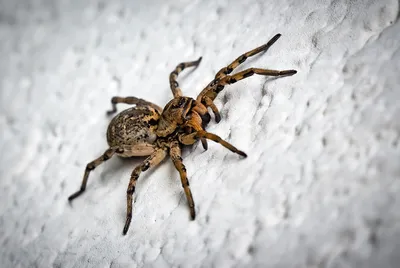 В Австралии новый вид пауков назвали в честь Венома и Тома Харди - Афиша  Daily