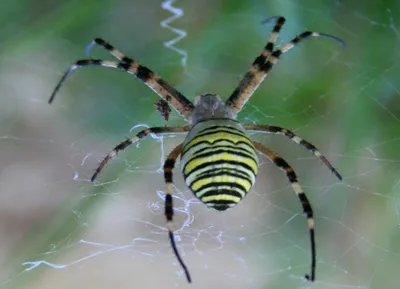Биолог Логунов заявил, что живущие в домах виды пауков безвредны для людей