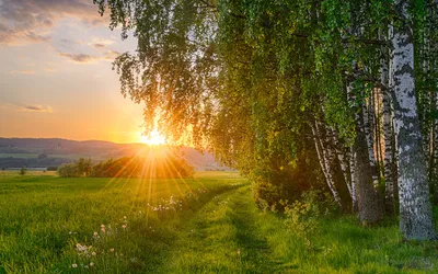 Картинки природа, лето, закат, березы, дорога, солнце, лучи, фото,jorn  allan pedersen - обои 1920x1200, картинка №176540