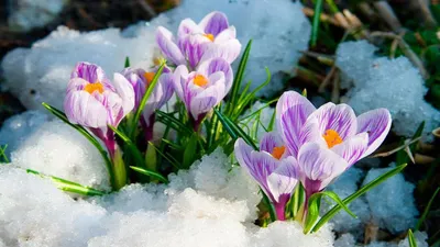 Какое наказание грозит за сбор подснежников