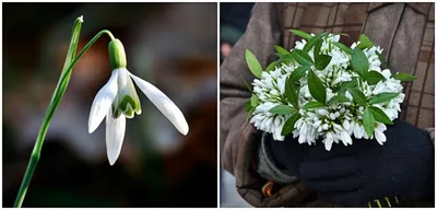Весенние цветы Ленинградской области: отправляемся на фотоохоту