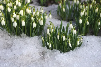 Букет цветов весны Snowdrops-the первых, на светлой простой фон Цветок,  символизирующей приход весны Стоковое Фото - изображение насчитывающей  промахов, завод: 167577270
