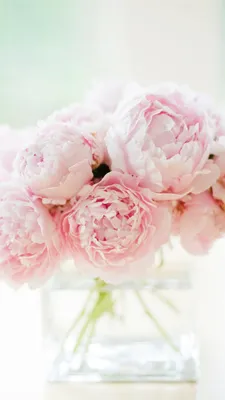 обои | цветы | пионы | wallpaper | flowers | peonies | Peony wallpaper,  Flower backgrounds, Flower phone wallpaper