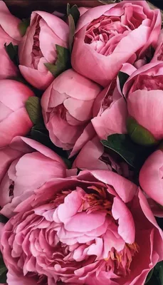 Peony wallpaper | Flowers photography, Flower phone wallpaper, Peony  wallpaper