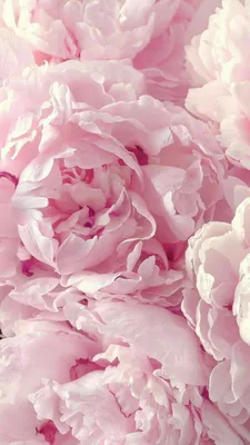 Цветы. #Flowers. #Pions. #Аромат. #Пионы. | Flower iphone wallpaper, Peony  wallpaper, Beautiful flowers wallpapers