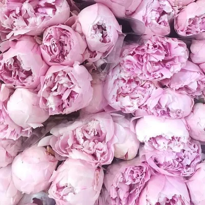 27 розовых пионов – купить оптом и в розницу в Москве и Московской области  – Городская База Цветов
