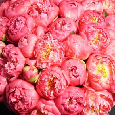 Wallpaper | Flowers | Peonies – Wallpaper Ideas | Пионы, Фиолетовые пионы,  Цветочные фоны