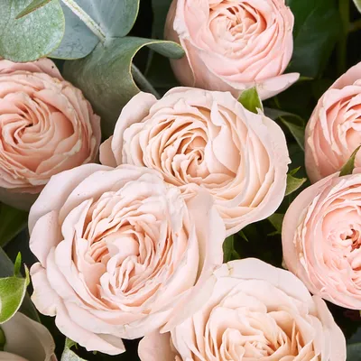 Купить 27 пионовидных роз в белой коробке по доступной цене с доставкой в  Москве и области в интернет-магазине Город Букетов