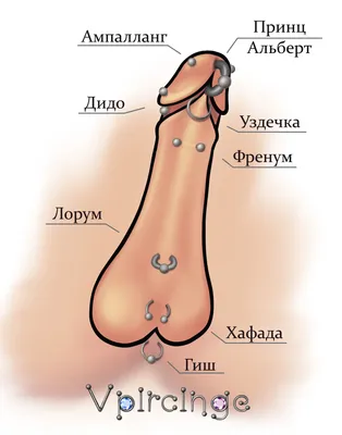 Виды интимного мужского пирсинга студия Vpircinge СПб