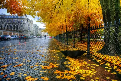 Обои Города Санкт-Петербург, Петергоф (Россия), обои для рабочего стола,  фотографии города, санкт-петербург, петергоф , россия, екатерининский,  парк, забор, листья, санкт, петербург, зонт, осень, дождь Обои для рабочего  стола, скачать обои картинки ...