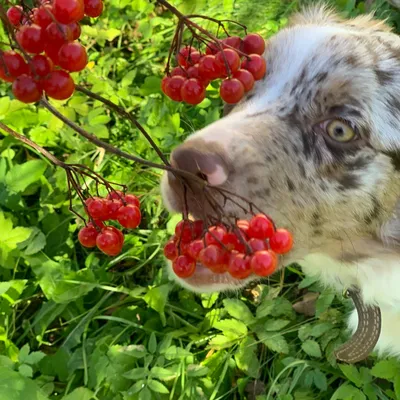 YouTube канал \"Питомник Собак\" (@russian_bulls) • Instagram photos and  videos