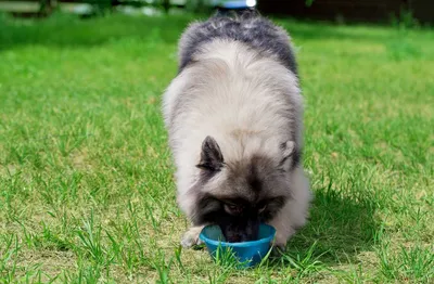 Питомники собак в России: что необходимо знать при выборе щенка 🐶 —  ProPlan.ru