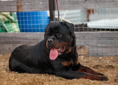 Питомник собак \"Для счастья\" - Kupi-dog.ru