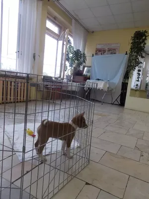 ПЛАН УСТРОЙСТВА ПИТОМНИКА ДЛЯ СОБАК