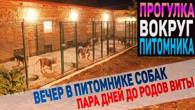 Питомник для собак. Брошенные собаки. Животные живут в камерах. Забота о  животных. Стоковое Изображение - изображение насчитывающей сторона,  загородка: 171058849