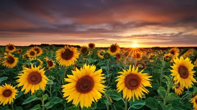 Подсолнухи (34 обоев) » Смотри Красивые Обои, Wallpapers, Красивые обои на рабочий  стол