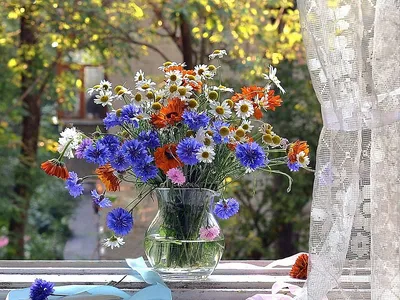 Полевые Цветы Луг Полевых Цветов - Бесплатное фото на Pixabay - Pixabay