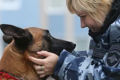 Служебные собаки: Полицейские-кинологи из США передали пограничникам  бронежилеты « Фото | Мобильная версия | Цензор.НЕТ