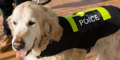 Фото полицейских собак фотографии