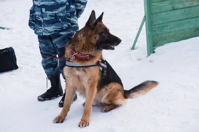 О проблеме подготовки кинологов, обучению и применению служебных собак в  период проведения СВО - Издательский дом \"Мир Безопасности+\"