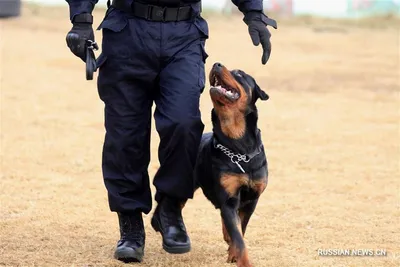 Профессиональный намордник для полицейских собак «Police Service» - M1