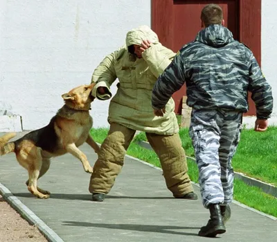 Собака, служащая в муниципальной полиции Мадрида, научилась проводить  сердечно-легочную реанимацию. Испания по-русски - все о жизни в Испании