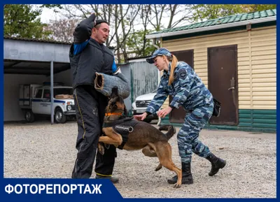 Служебные собаки: Полицейские-кинологи из США передали пограничникам  бронежилеты « Фото | Мобильная версия | Цензор.НЕТ