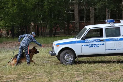 Комплексные тренировки полицейских собак в Сяньяне _russian.china.org.cn