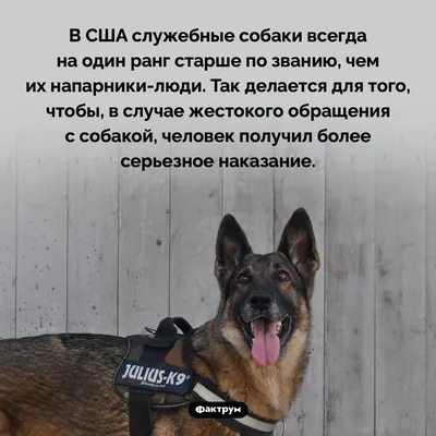 В Петербурге полицейских собак обучат находить расчлененные тела | Sobaka.ru