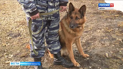 Петербуржцам рассказали, как складывается жизнь служебных собак в отставке
