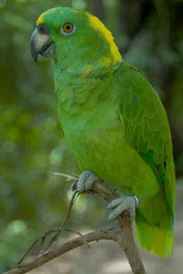 Фото попугая амазон фотографии